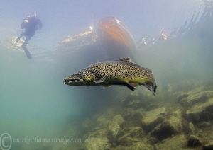 Brown trout. by Mark Thomas 